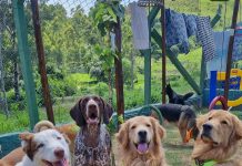 1º Encontro de Cães de Socorro terá adoção, cãominhada e atrações para toda a família no Parque da Cidade