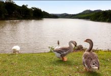 Circuito das Águas Paulista: Conheça roteiros para observar pássaros