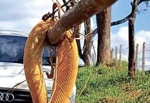 Olha a cobra!